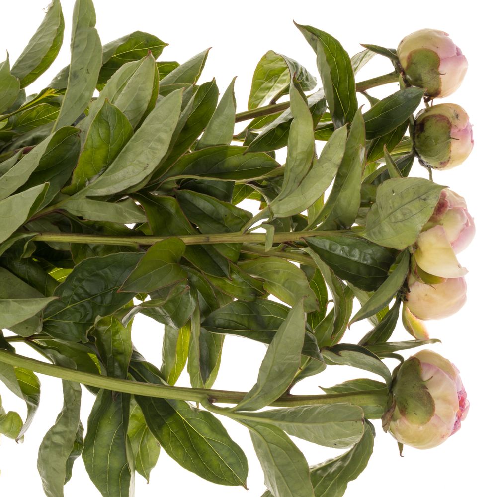 Pfingstrose rosa Raspberry 60cm