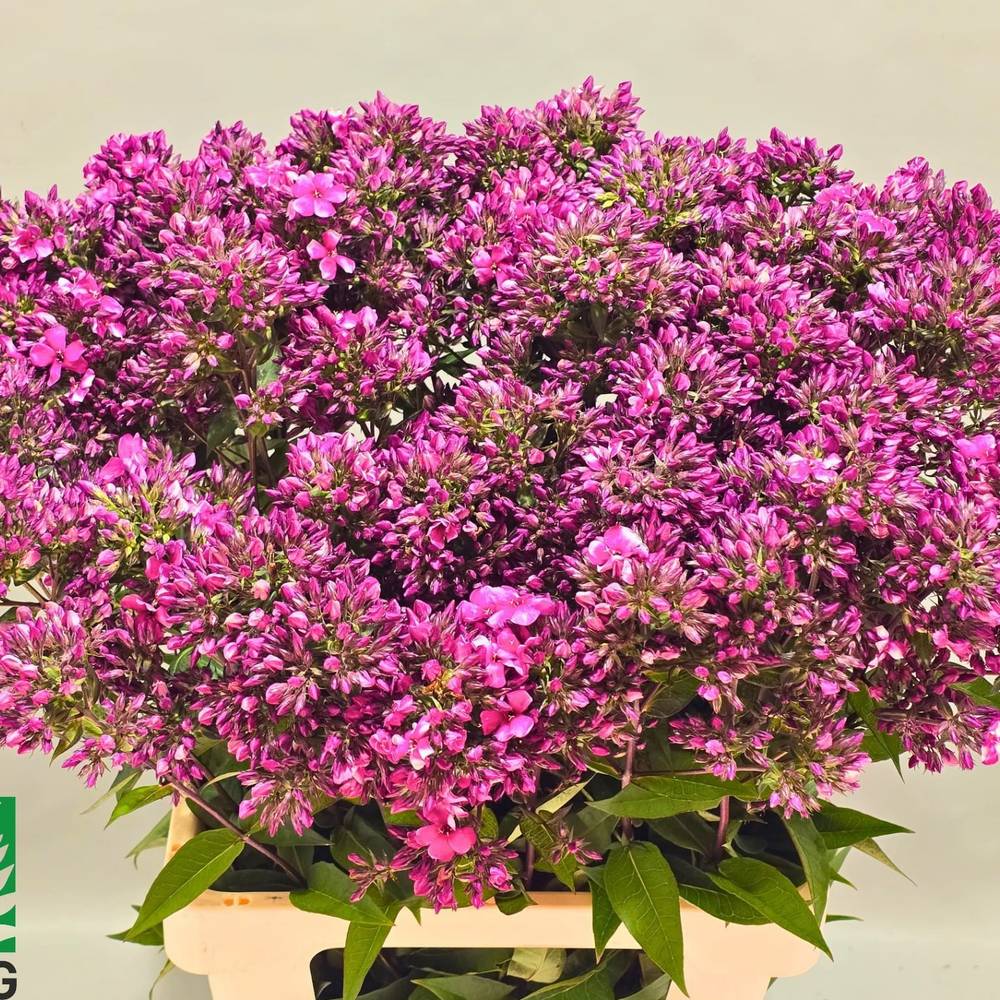 Phlox hell rosa Flash 70cm