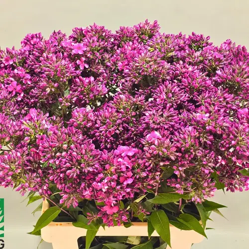 Phlox hell rosa Flash 70cm