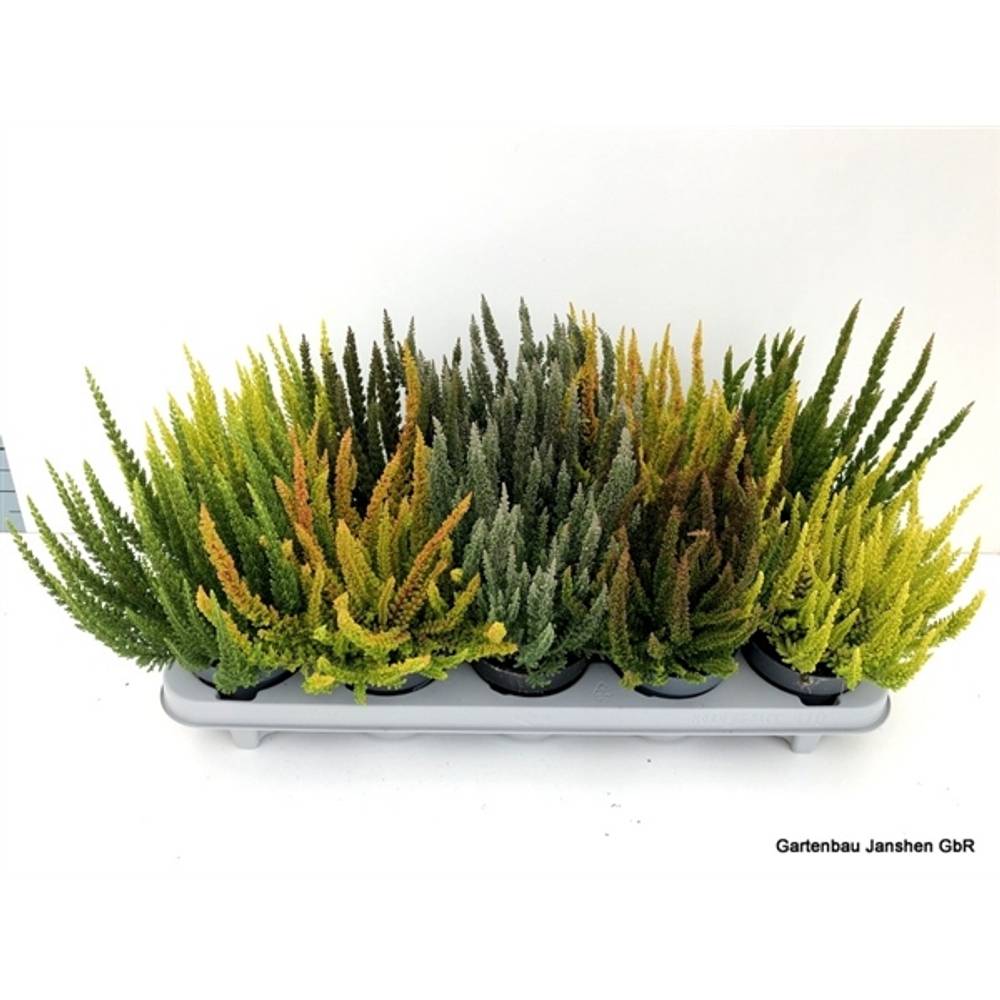 Calluna BL mix Skyline T10,5 H30