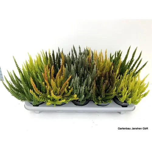 Calluna BL mix Skyline T10,5 H30
