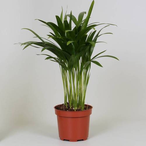 Areca Lutescens T12 H35
