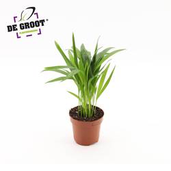 Areca Lutescens T12 H35