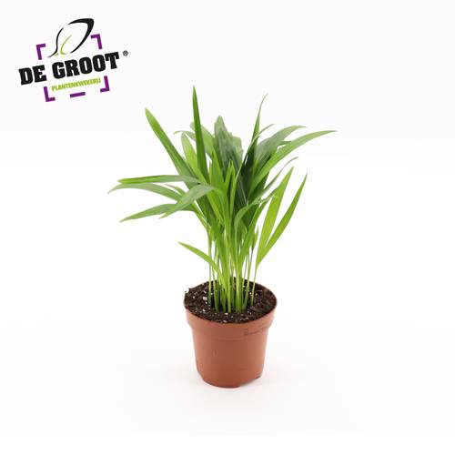 Areca Lutescens T12 H35