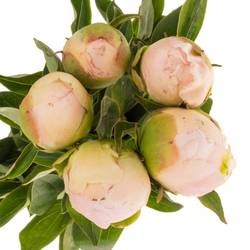 Pfingstrose hell rosa/creme Fullsail 60cm