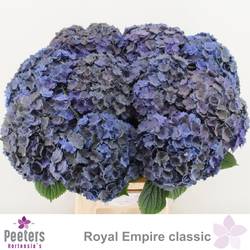 Hortensie violett Royal Empire Classic Bol 20cm 60cm