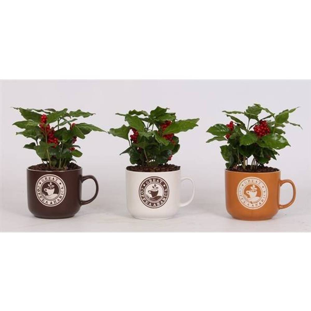 Coffea Im Tasse Keramik T12 H025