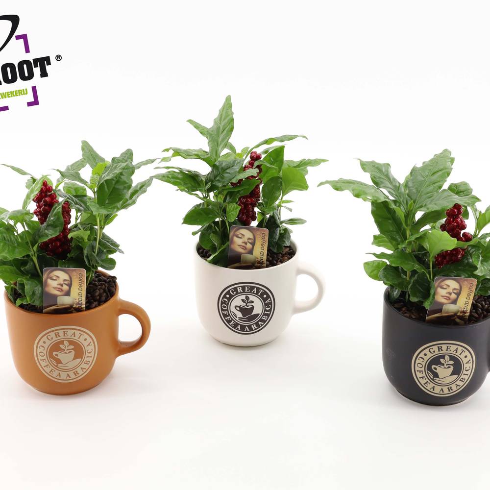 Coffea Im Tasse Keramik T12 H025