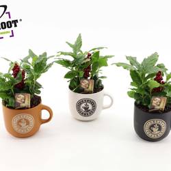 Coffea Im Tasse Keramik T12 H025