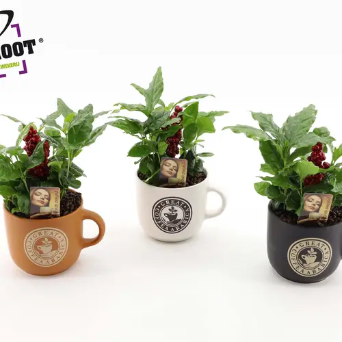Coffea Im Tasse Keramik T12 H025