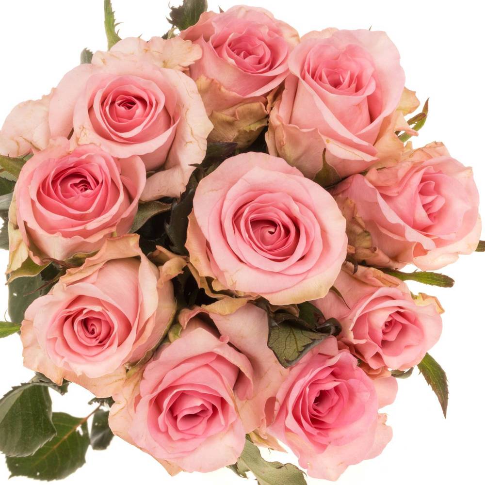 Rose rosa Jessika 60cm