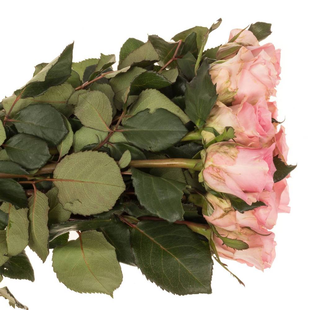 Rose rosa Jessika 60cm