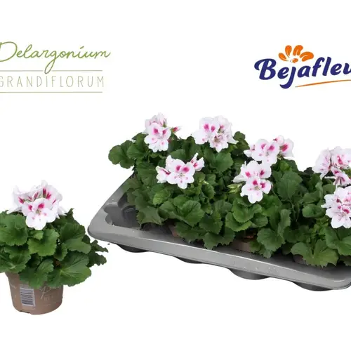 Pelargonium Grand. weiss/rosa Belinda T12 H025