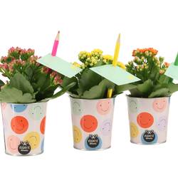 Kal.Arr 4501160 mix School T07 H020
