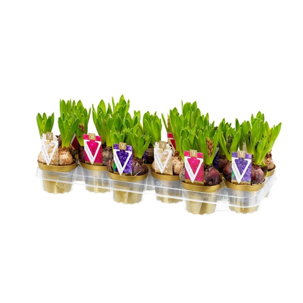 Hyac.3er mix T10 H15