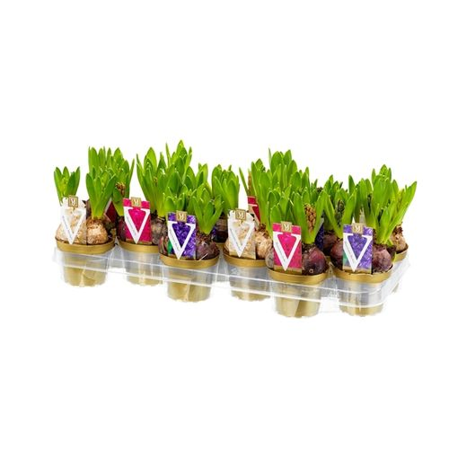 Hyac.3er mix T10 H15