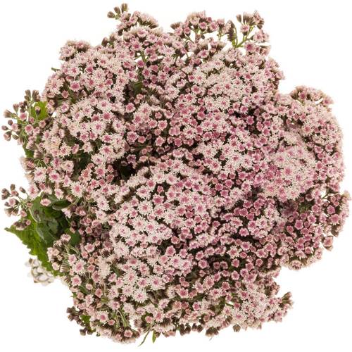 Eupatorium hell rosa Lucky Pink 70cm