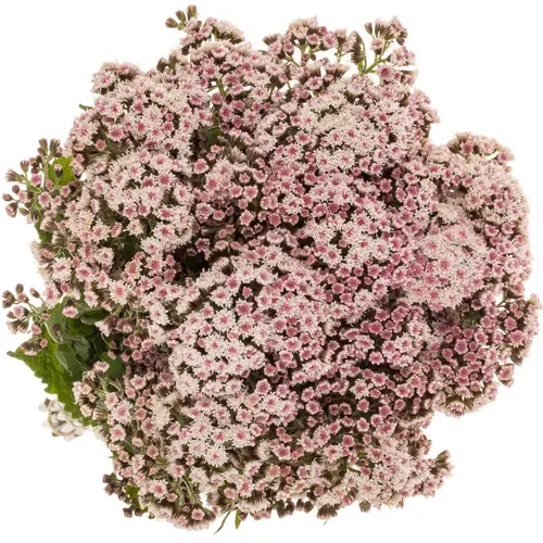 Eupatorium hell rosa Lucky Pink 70cm