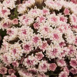 Eupatorium hell rosa Lucky Pink 70cm