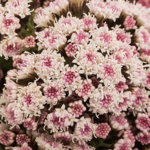 Eupatorium hell rosa Lucky Pink 70cm