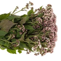 Eupatorium hell rosa Lucky Pink 70cm