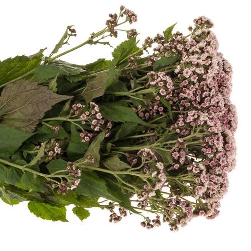 Eupatorium hell rosa Lucky Pink 70cm