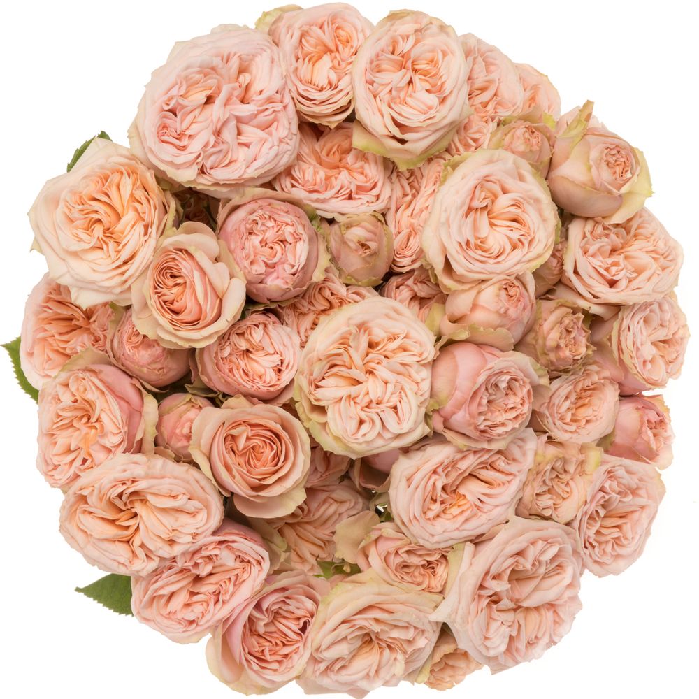 Rose verzweigt apricot Gentle Trendsetter 5+Blüte 50cm