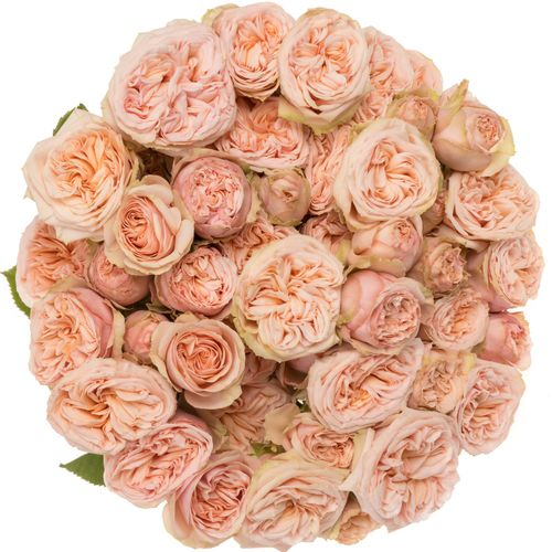 Rose verzweigt apricot Gentle Trendsetter 5+Blüte 50cm
