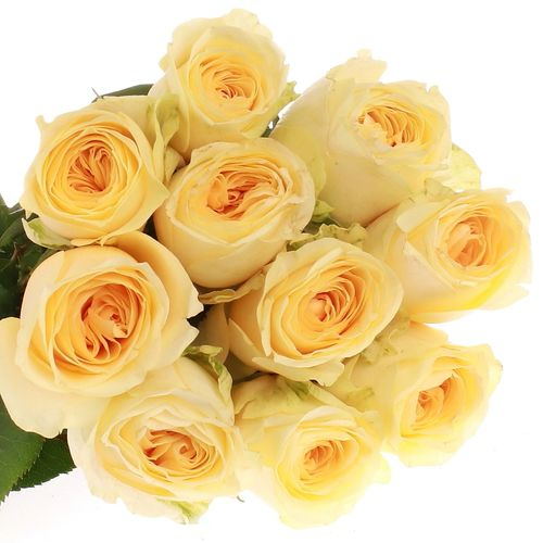 Rose creme Buttercup gefüllt 40cm