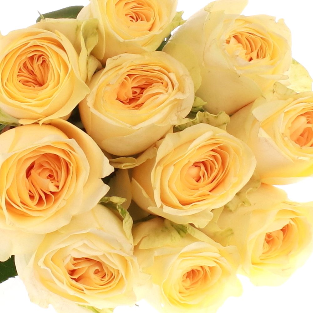 Rose creme Buttercup gefüllt 40cm