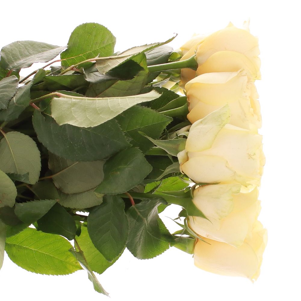 Rose creme Buttercup gefüllt 40cm