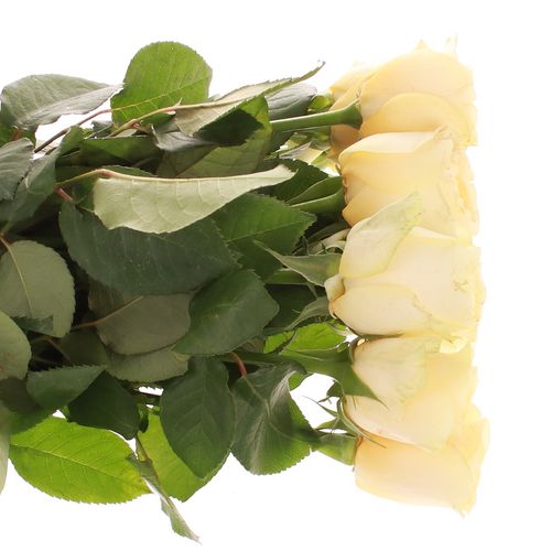 Rose creme Buttercup gefüllt 40cm