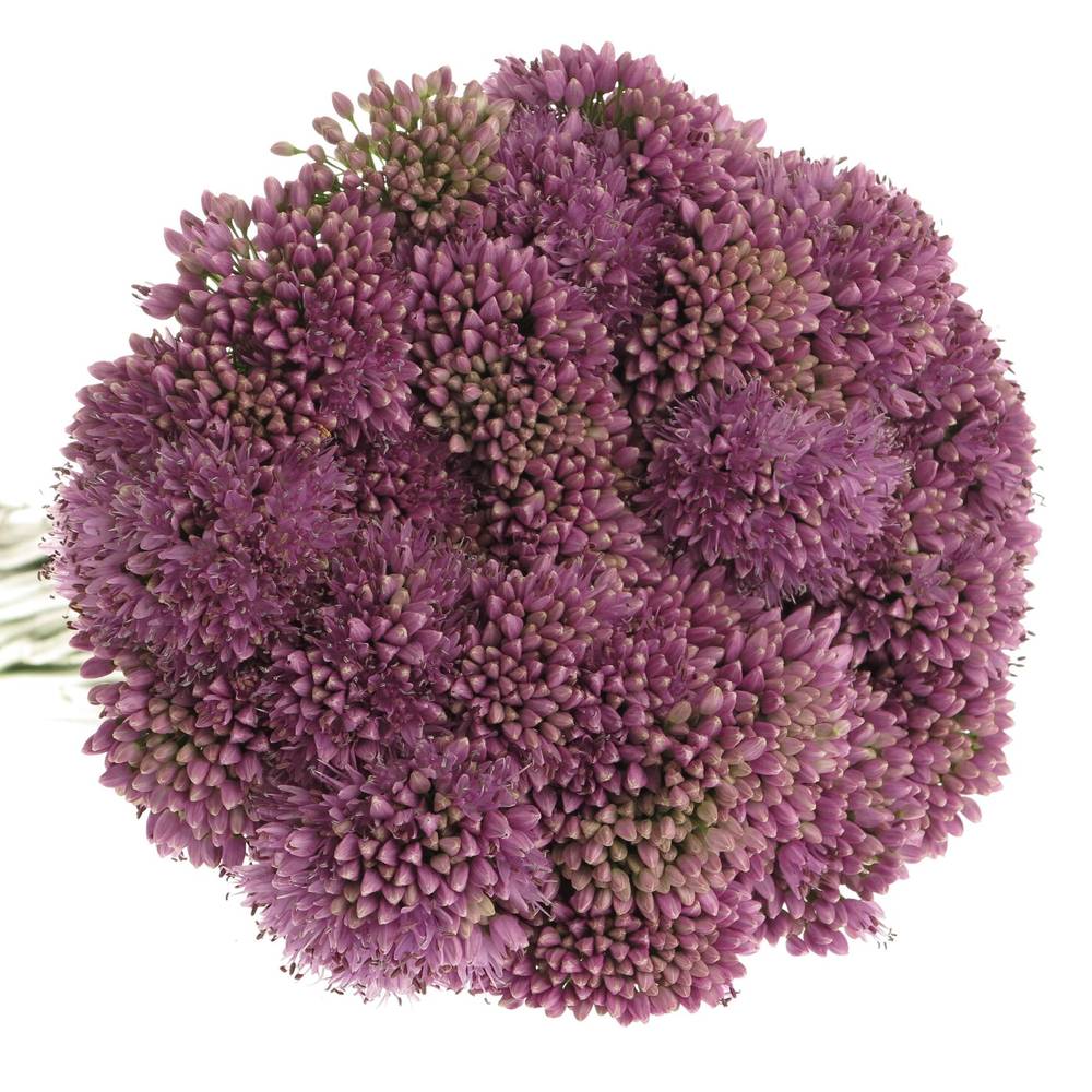 Allium lila Senescens 70cm