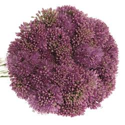 Allium lila Senescens 70cm