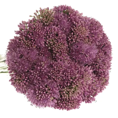 Allium lila Senescens 70cm