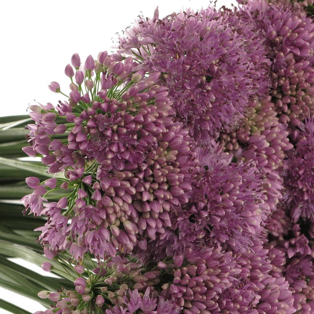 Allium lila Senescens 70cm