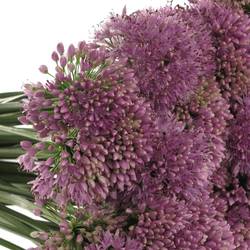 Allium lila Senescens 70cm