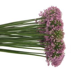 Allium lila Senescens 70cm