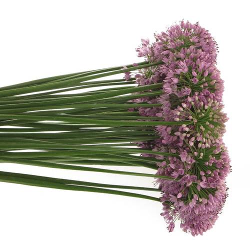 Allium lila Senescens 70cm