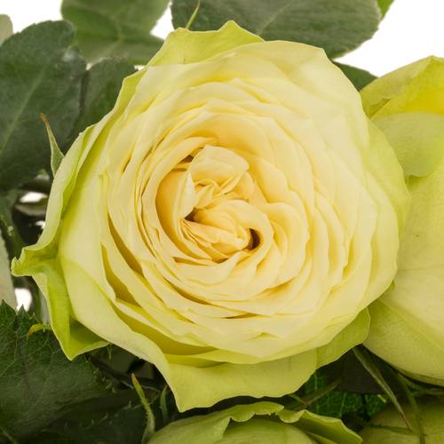 Rose hell grün Hampshire 70cm