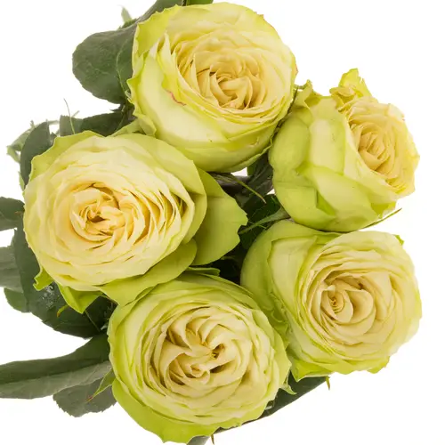 Rose hell grün Hampshire 70cm