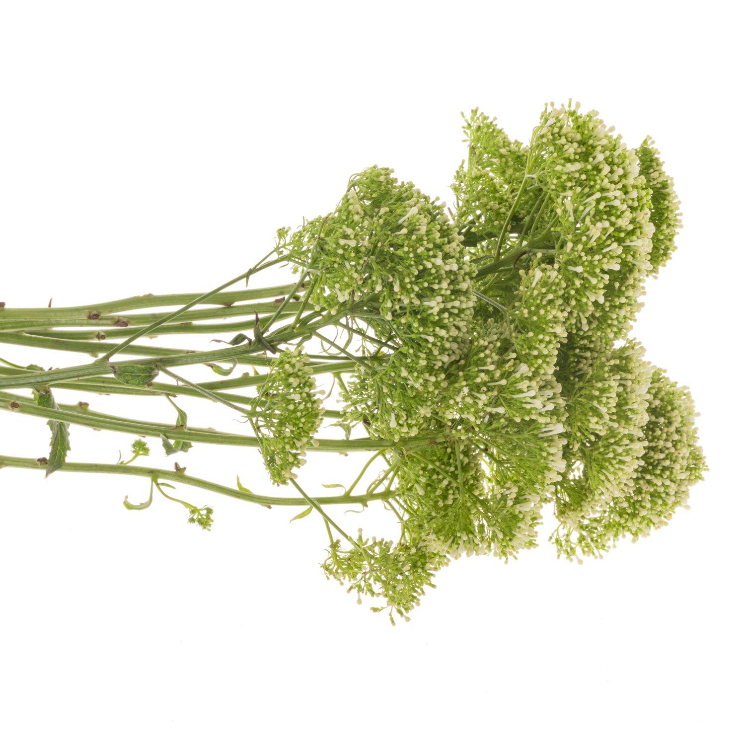 Tragelium creme/weiss Lake Powell 80cm