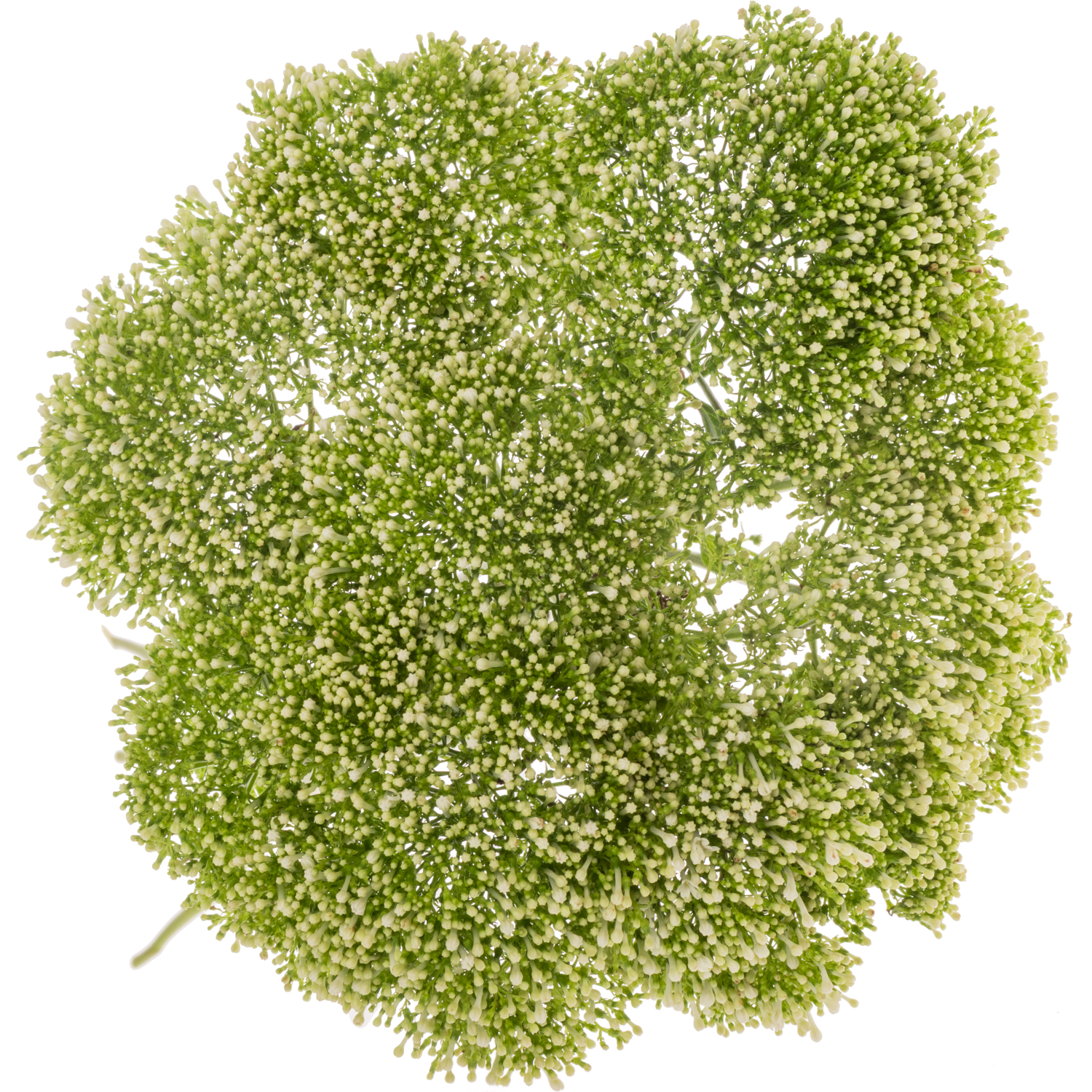 Tragelium creme/weiss Lake Powell 80cm