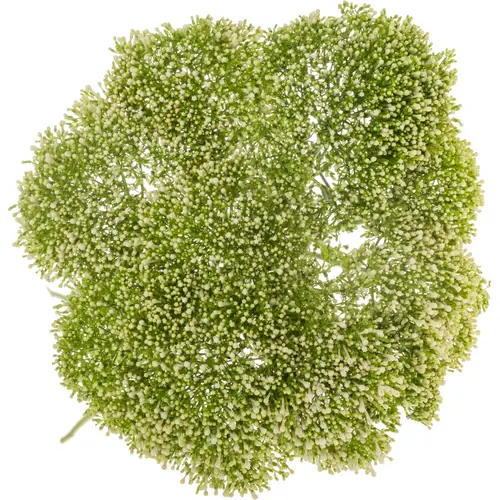 Tragelium creme/weiss Lake Powell 80cm