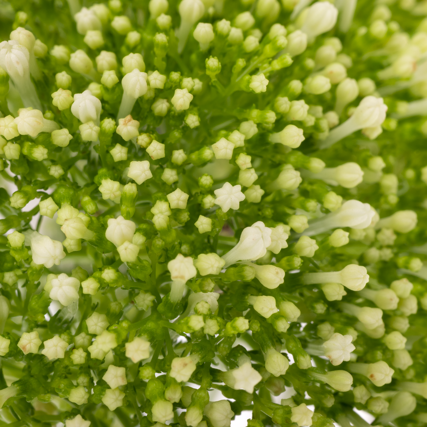 Tragelium creme/weiss Lake Powell 80cm