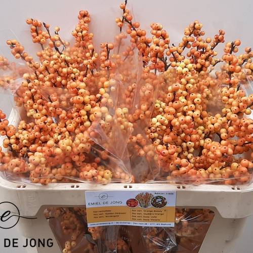 Ilex orange Julia 70cm