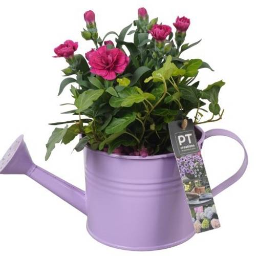 Garten.Arr PTPP6912 T12 H022
