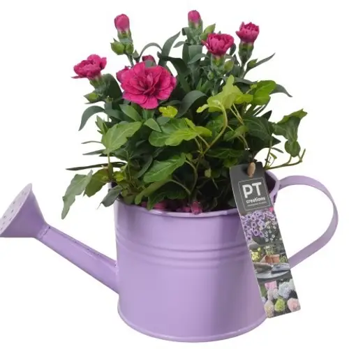 Garten.Arr PTPP6912 T12 H022