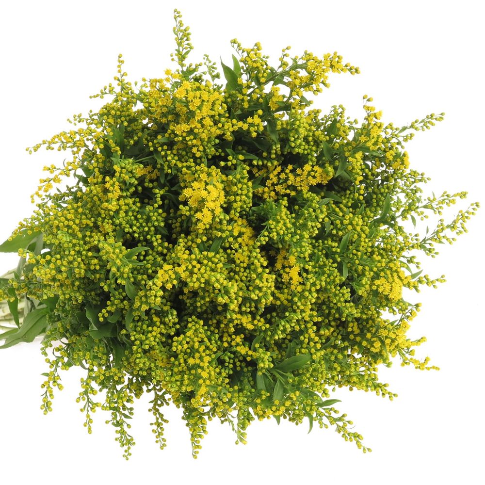 Solidago gelb Golden Glory 40Gramm 80cm