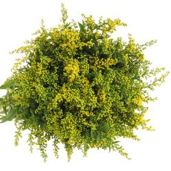 Solidago gelb Golden Glory 40Gramm 80cm